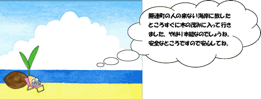 オカヤドカリの里帰りイラスト