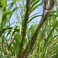 そのまんまサトウキビ2mサイズ(さとうきび)