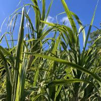 そのまんまサトウキビ2mサイズ(さとうきび)