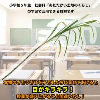 【送料無料】そのまんまサトウキビ2mサイズ3本セット(さとうきび)