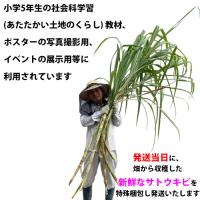 【送料無料】そのまんまサトウキビ2mサイズ2本セット(さとうきび)