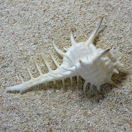 クロトゲホネガイ