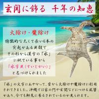 魔除け　スイジガイ(水字貝)紐付き　Mサイズ　17cm～20cm