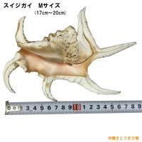 魔除け スイジガイ(水字貝)紐付き Mサイズ 17cm～20cm/りゅうか商事