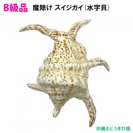 B級品　魔除け スイジガイ(水字貝) 紐なし　17cm～23cm