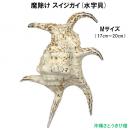 魔除け スイジガイ(水字貝) 紐なし　Mサイズ　17cm～20cm