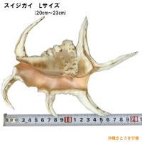 魔除け スイジガイ(水字貝) 紐なし　Lサイズ　20cm～23cm