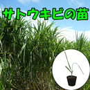 さとうきびポット苗 1鉢