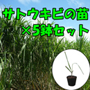 さとうきびポット苗 5鉢セット