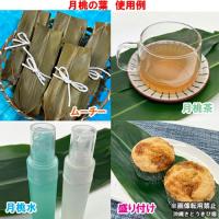 月桃(ゲットウ)6寸鉢苗    |沖縄 サンニン ハーブ ショウガ科 化粧水 虫除け 虫よけ ムーチ