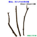 枝なし　がじゅまる(ガジュマル)の木の枝　　30～40cm×3本