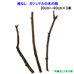 枝なし　がじゅまる(ガジュマル)の木の枝　　30～40cm×3本