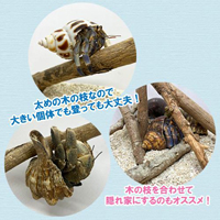 枝なし　がじゅまる(ガジュマル)の木の枝　　30～40cm×3本