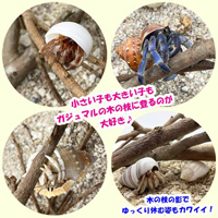 枝なし　がじゅまる(ガジュマル)の木の枝　　30～40cm×3本