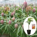複数枝アップルマンゴー苗マンゴー専用肥料セット
