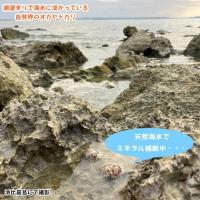 【送料無料】沖縄 浜比嘉島の天然海水　2L×6本(12L)