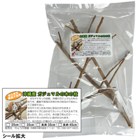 がじゅまる(ガジュマル)の木の枝　25cm×2本