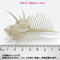 	 ホネガイの貝殻(貝がら)　中サイズ(約8cm～10cm)