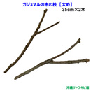 がじゅまる(ガジュマル)の木の枝【太め】　35cm×2本