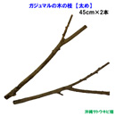 がじゅまる(ガジュマル)の木の枝【太め】　45cm×2本