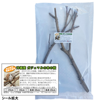 がじゅまる(ガジュマル)の木の枝【太め】　45cm×2本