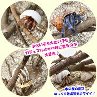 がじゅまる(ガジュマル)の木の枝【太め】　45cm×2本