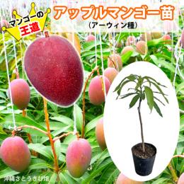 【自社農園接ぎ木苗】アップルマンゴー苗(アーウィン種)21cmポット
