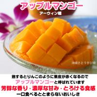 【自社農園接ぎ木苗】アップルマンゴー苗(アーウィン種)21cmポット