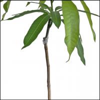 【自社農園接ぎ木苗】アップルマンゴー苗(アーウィン種)21cmポット