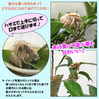 がじゅまる(ガジュマル)挿木苗&クサトベラのポット苗&アダンの鉢植