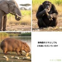 動物 エサ さとうきび(サトウキビ)　5cm～20cm　4kg　|沖縄 おやつ 甘い sugarca