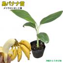 島バナナ苗 メリクロンポット苗 