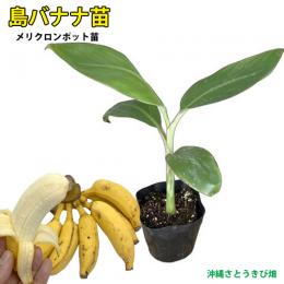 島バナナ苗 メリクロンポット苗 