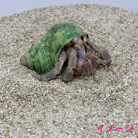 【B級品】安心安全　国内産　沖縄の砂　パウダー砂　1kg