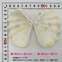 ヒメシャコガイ(ヒメジャコガイ)の貝殻　1対