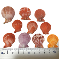 ヒオウギ貝 プチサイズ(2cm～3cm) 10枚セット