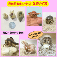 オカヤドカリ生体　SSサイズ×1匹　沖縄の砂　1kg×3袋