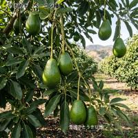 アボカド苗(ベーコン種)　接木苗　　　|野菜苗 熱帯果樹 南国 森のバター 自家菜園 家庭菜園