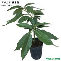 アボカド苗(ベーコン種)　接木苗　　　|野菜苗 熱帯果樹 南国 森のバター 自家菜園 家庭菜園