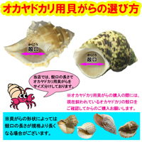 おまかせ　Mサイズ　大きめ　3個　オカヤドカリ用貝がら