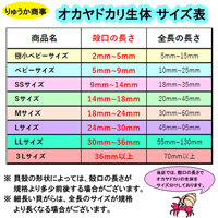 オカヤドカリ生体　3Lサイズ　1匹