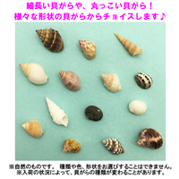 飼育セット　極小ベビーサイズ(生体×1匹・貝殻・砂×1袋・海水×1・ヒオウギ貝×2枚・木の枝×2本