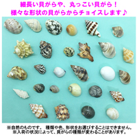 飼育セット　ベビーサイズ(生体×1匹・貝殻・砂×1袋・海水×1・ヒオウギ貝×2枚・木の枝×2本)