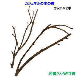 がじゅまる(ガジュマル)の木の枝　25cm×2本