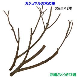 がじゅまる(ガジュマル)の木の枝　35cm×2本