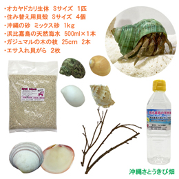 飼育セット　Sサイズ(生体×1匹・貝殻・砂×1袋・海水×1・二枚貝×2枚・木の枝×2本)