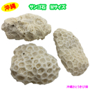 サンゴ石 Mサイズ(6cm-9cm)　3個セット
