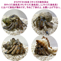 オカヤドカリ生体　Sサイズ(紫色系)　1匹