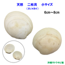 天然　二枚貝(ヌノメガイ)　小サイズ(6cm-8cm)