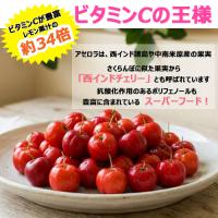 アセロラ苗 甘味系 ハワイ種 3ヶ月苗/りゅうか商事 沖縄サトウキビ畑